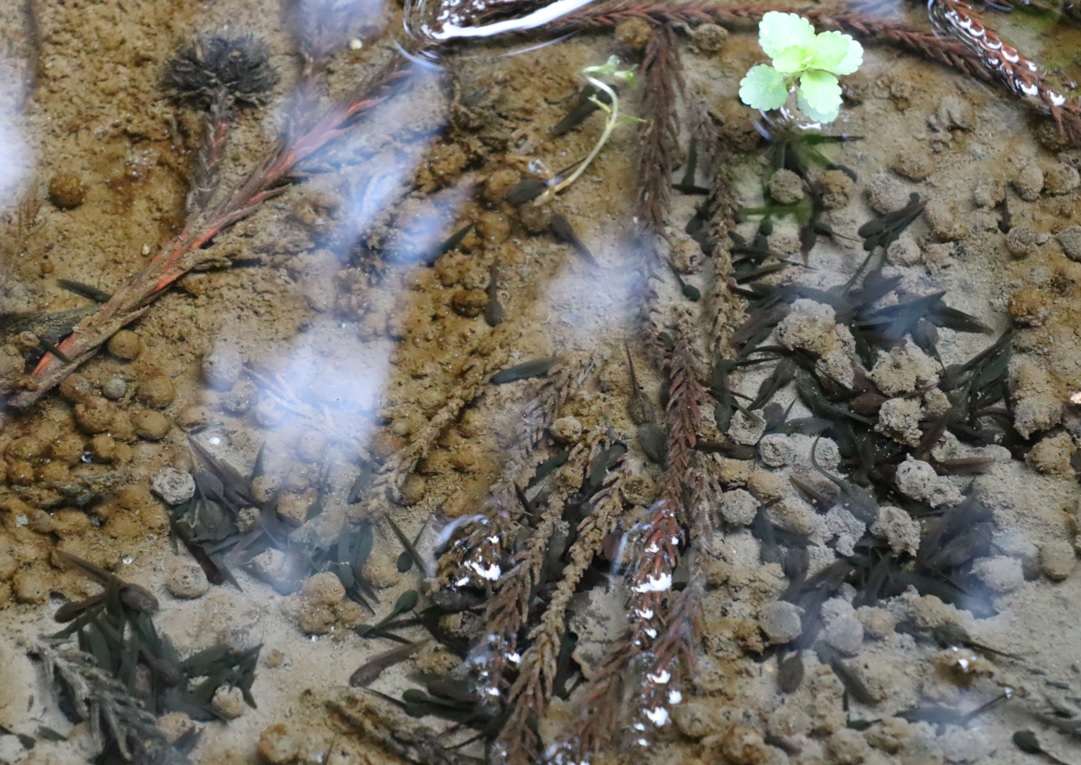 里山 H 山際の水溜まり ヤマアカガエルのオタマジャクシ_2022年3月24日 14時40分頃_気温14度